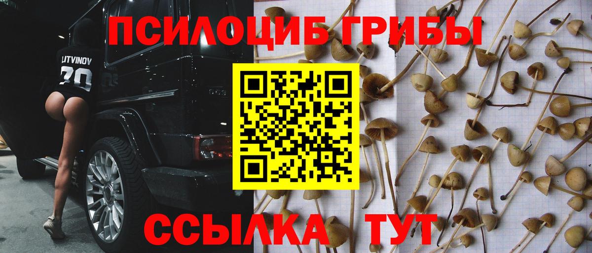 Заволжье  наркота  Вход с VPN  Галлюциногенные грибы Psilocybine cubensis 